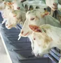 Доильный зал для коз и овец